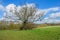 The bare leafless ,stretching, twisting branches of the lone tree in the Sussex Field