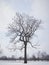 Bare leafless tree in snowy winter park