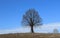 Bare linden tree, or Tilia cordata, in a minimalist winter scenery between a brown plowed land and blue sky