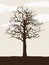 Bare lone tree