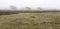 Bare lonely trees are in the morning mist, Texel Island, Netherlands