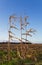 Bare Maize field in autumn after harvest