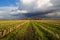 Bare Maize field in autumn after harvest under wild clouds