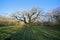 A bare Major Oak in Sherwood Forest under a blue sky