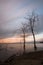 Bare, naked trees silhouettes at sunset on Trasimeno lake shore Umbria, Italy