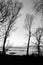 Bare, naked trees silhouettes on Trasimeno lake shore Umbria, Italy