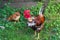 A bare-necked rooster walks on green grass on sunny day