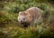 Bare nosed wombat