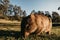 Bare-nosed Wombat at Bendeela Campground.