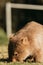 Bare-nosed Wombat at Bendeela Campground.