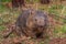 Bare nosed wombat in Trowunna sanctuary in Australia