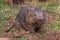 Bare nosed wombat in Trowunna sanctuary in Australia