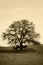 Bare Oak Tree and Horses in Winter