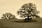 Bare Oak Tree and Horses in Winter