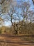 Bare Oak tree stand guard beside a footpath in Sherwood Forest