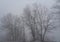 Bare Oak Trees - Quercus in Thick Fog