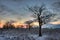 Bare oaks in early morning light