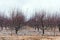 Bare orchard in the winter season