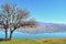 Bare pear tree and a lakescape