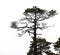 Bare pine tree branches