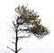 Bare pine tree branches