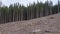 Bare plain due to deforestation, felled spruce forest