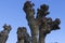 Bare Plane-tree in winter, France