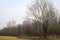 Bare poplar by the edge of a field on a cloudy and misty day in the italian countryside in winter