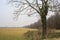 Bare poplar by the edge of a field on a cloudy and misty day in the italian countryside in winter