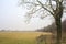 Bare poplar by the edge of a field on a cloudy and misty day in the italian countryside in winter