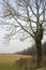 Bare poplar by the edge of a field on a cloudy and misty day in the italian countryside in winter