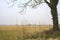 Bare poplar by the edge of a field on a cloudy and misty day in the italian countryside in winter