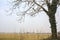 Bare poplar by the edge of a field on a cloudy and misty day in the italian countryside in winter