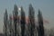 Bare poplars on an evening sky with almost full moon in the Flemish countryside