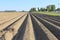 Bare potato beds in the dutch countryside in springtime