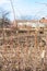 bare raspberry bushes in rural garden