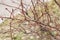 Bare red rosehip branches with thorns close up