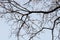 Bare robinia tree branches on blue sky selective focus