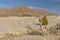 Bare Rocks and Desert Plants in the Mojave Desert