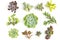 Bare root and Cutting mix succulent plants white background