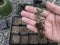 Bare roots Delosperma echinatum, pickle plant or ice plant