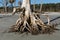 Bare roots of a tree exposed by significant beach erosion