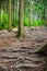 Bare roots of trees in park with Colored lakes - Kolorowe jeziorka - in Poland in Summer