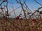 Bare rose hip (rosa rugosa) bush with thorny branches and beautiful red colored fruits in fall season.