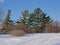 Bare shrubs  and spruce trees in the snow
