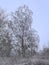 Bare silver birch tree and shrubs covered ihn snow in the Flemish countryside