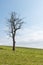 Bare single tree on a green meadow