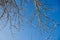 Bare, slightly snow-covered tree branches against a bright blue sky .