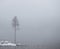 Bare small birch tree by lake in heavy fog