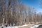 Bare spring forest with melting snow